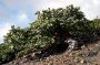 VI05 - 069 * An old Sea Grape on Salt Island.